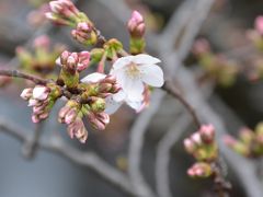 速報　目黒川桜　開花宣言！2019 ＆ 話題のスターバックスリザーブロースタリー東京