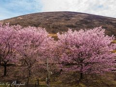 大室山頂上展望と麓の色々な桜を楽しむ