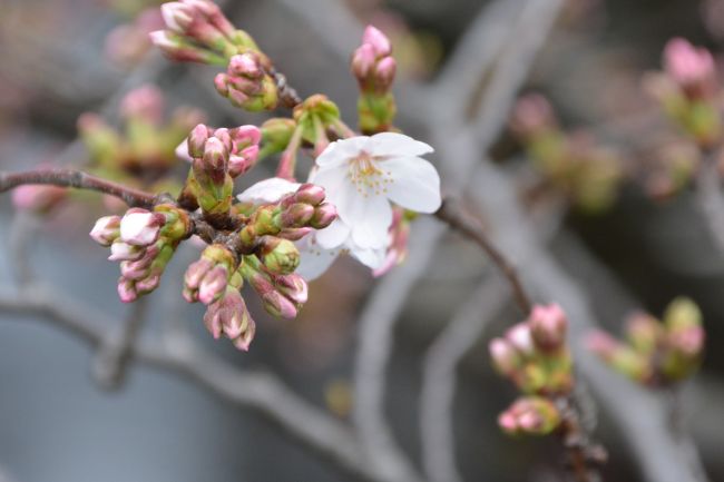 速報　目黒川桜　開花宣言！2019 ＆ 話題のスターバックスリザーブロースタリー東京