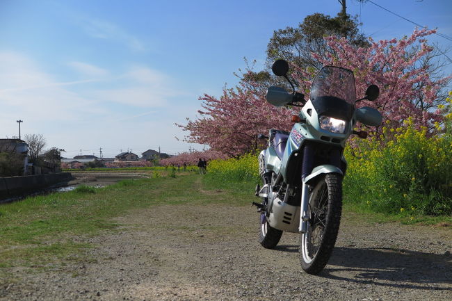 昨日の河津桜と菜の花に続いて、もう一度行ってみたかった河津桜と菜の花スポットへ。