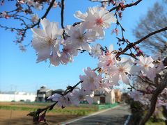 二度目の開花が始まった亀久保西公園の冬桜