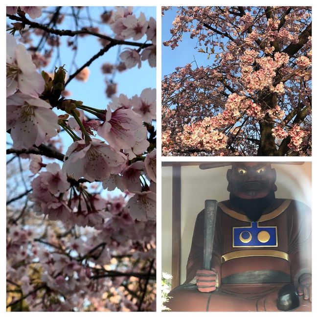 2019,3月　閻魔大王様と桜
