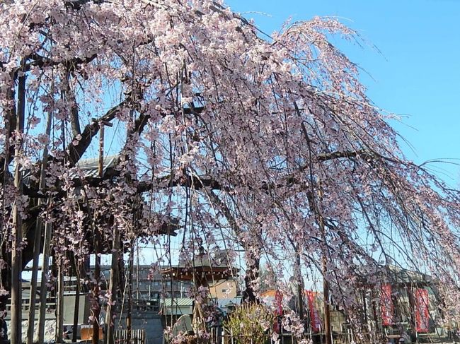 3月21日、午後2時頃にふじみ野市の地蔵院の枝垂れ桜の開花状況を見に行きました。　前回、訪問した時にはソメイヨシノの開花時期と同じぐらいと予想していましたが、今回訪問してみたところ、三分咲きになっていてびっくりしました。春分の日(彼岸の日)に合わせたように開花していました。<br /><br /><br /><br />＊地蔵院の枝垂れ桜