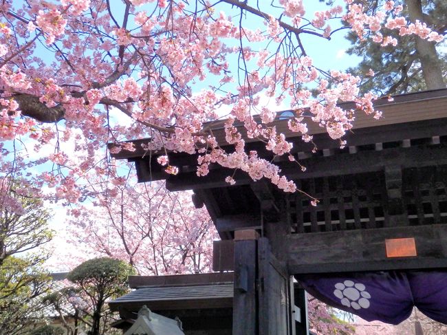 東京でソメイヨシノの開花が宣言された日、ソメイヨシノより少し早めに咲く安行桜のお花見と期間限定の御朱印を目当てに、安行桜の名所・密蔵院とお隣の九重神社へ出かけてきました。<br /><br />満開の桜は春の嵐にあおられて花びらが舞っていましたが、その様子もまた綺麗♪九重神社と密蔵院の両方で期間限定の素敵な御朱印もいただけました。<br /><br />よろしければご覧ください～。<br />