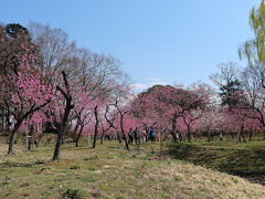 古河総合公園の桃祭り