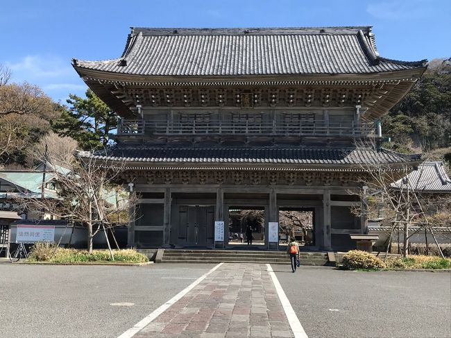 鎌倉33観音霊場巡りの第2回目は材木座方面へ出かけました。<br />今回は地元の小さなお寺がほとんどで ちょうどお彼岸だったこともあり 忙しいのか御朱印をいただけないお寺もありました。<br />霊場巡りは比較的大きなお寺を巡るものとばかり思っていたので住職のお住いの呼鈴を押して御朱印をいただくなど少々面食らうこともありました。<br />鎌倉の海の近くの長閑な材木座をのんびり歩いて7寺を巡りました。<br /><br />15番 向福寺 → 14番 来迎寺 → 16番 九品寺 → 17番 補陀落寺 → 19番 蓮乗院 → 18番 光明寺 → 20番 千手院<br /> <br /><br /><br />