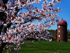 道東のドライブ旅3 日本で最後に咲く桜を探しに (Last Sakura blossom season in Japan)