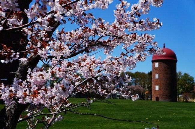 久しぶりの日本滞在では、北海道へ5月下旬に4日間のドライブ旅に出かけてきました。この時期の北海道は長い冬を終えた春の雰囲気で緑に溢れています。<br /><br />今回の旅のテーマは<br />1.何でも先端と言える場所(岬めぐり、終着駅、山など)<br />2.アイヌ文化<br />3.日本で一番遅く咲く桜など季節の花<br /><br />旅行記は3つのテーマ別にまとめます。この最後の旅行記では北海道での日本で最後の桜・芝桜など、5月下旬の北海道の旬の花を探しに行く旅です。桜は日本のどこでも見られるので敢えて旅先で桜を見ようとは思わないかもしれません。しかし海外在住者にとって桜の花見を楽しむには4月上旬にピンポイントで日本に行く必要があります。桜の花見は外国人にも最近とても人気があり、この時期に日本に行くのは年々難しくなっています。そこで、時期と場所をずらす事で季節はずれの桜を探してみました。桜が満開になる時期は日本国内でも地域によって異なり、最も早いところと遅いところでは3ヶ月以上の差があり、日本最後の桜は5月下旬の根室と言われています。ちょうどその時期に日本に滞在するので、道東を一周して日本で一番遅く咲く桜などこの時期にしか見られない花を楽しんできます。<br />