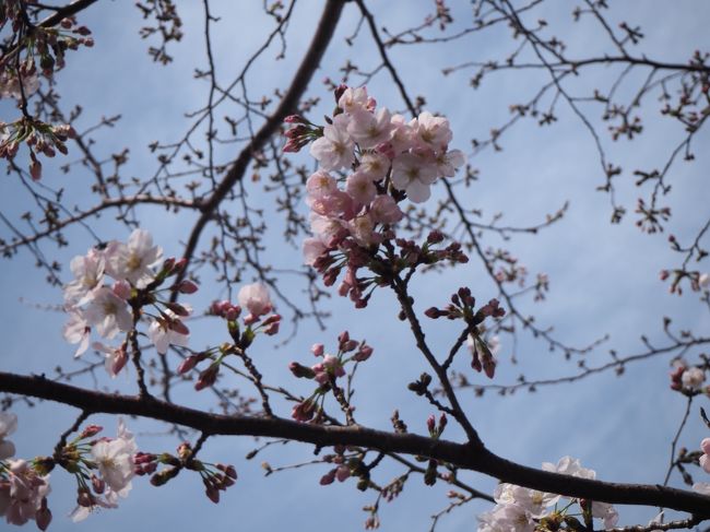 まだメキシコ旅行記の途中ですが、ちょいと割り込み。<br />横浜も桜の開花宣言が3/21されたようで、それならどんな感じなのかと、横浜における桜の名所で知られる大岡川沿いをブラブラ歩いてみました。(会社の有休取ってます。)<br /><br />来週末位に満開になるとの事で、良く見るような桜が咲き乱れる川沿いの光景からは程遠いものになっております。本編は、あくまで現状のレポートという事でご理解いただければ幸いでございます。<br /><br />今回訪れたのは京急日ノ出町駅~黄金町駅辺りと弘明寺周辺。桜以外のくだらない話(それの方が多い)も交えつつお送りします。