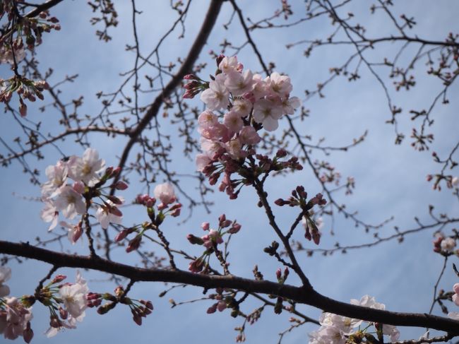 花粉にも負けず横浜ブラブラ散歩。2019年開花宣言翌日の大岡川沿い歩き