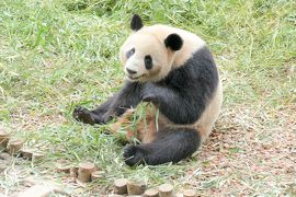 【1】成都パンダ基地 (成都大熊猫繁育研究基地)～双子を生んだ艾莉に会いに