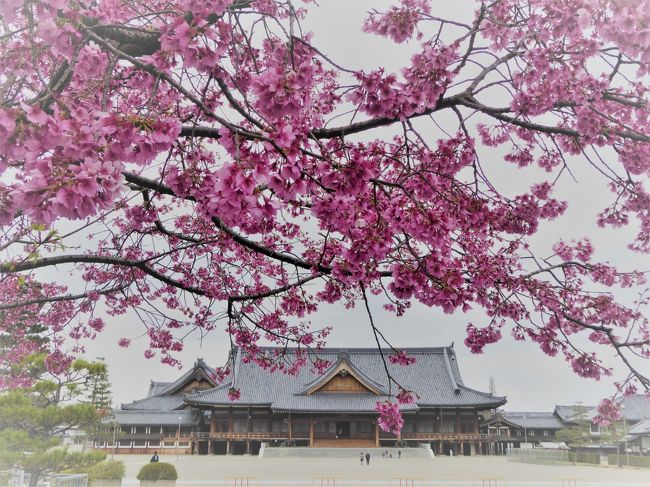 子供と一緒に18きっぷで大阪までのんびり旅行。そして、今週も桜を求めて散策。<br />東海道本線で京都を散策するか、関西本線で奈良を散策するか、皆さんの4トラ旅行記で早咲き桜を探しながら、一度も行ったことが無い天理に行ってみることにしました。<br /><br />本日観桜の品種は<br />　15.プリンセス雅<br />　16.熱海桜<br />　 2.河津桜<br />　17.枝垂桜<br />　18.江戸彼岸<br />※番号は前回からの続き