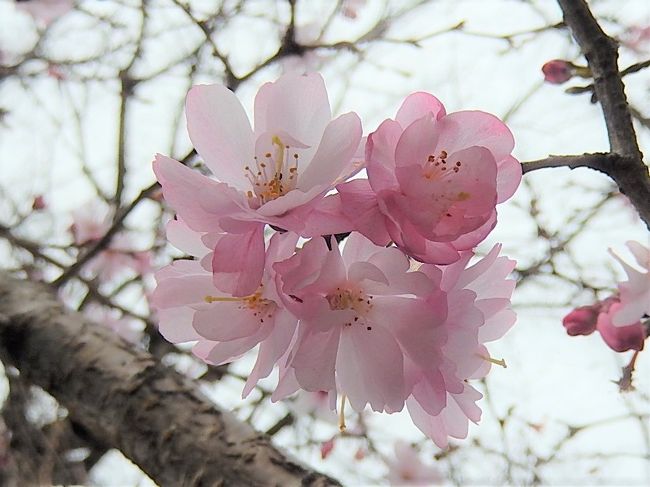 3月23日、午後2時半頃にふじみ野市西鶴ケ岡地区を散策し、十月桜を観察に行きました。　二日前にも観察しましたが、風が強くて十分に写真撮影ができませんでしたから、再度撮影に行きました。　二度目の開花では花数が多くなり、花の色が薄いピンク色のものが多く、花の大きさもやや少し大きめになっています。<br /><br /><br />＊写真は美しかった十月桜