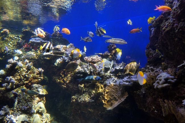 ホノルル動物園を見学した後はワイキキ水族館を訪ねます。<br /><br />ホノルル動物園からワイキキ水族館へはカラカウア・アベニューを南に真っ直ぐ８００mほどなので、徒歩でブラブラと向かいます。<br />