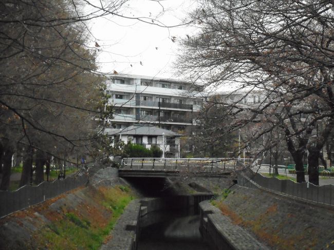 荻51系統でシャレール荻窪まで行った後は善福寺川公園に桜を観に行きました。
