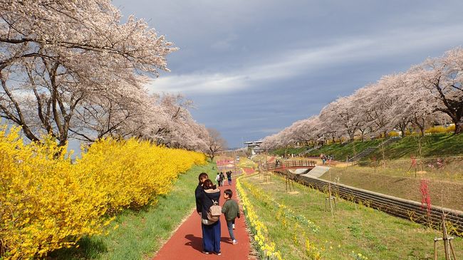 春の訪れを感じに仙台から白石川一目千本桜を鑑賞しにいってきました。<br />そのあとは仙台るーぷるを使って仙台市内観光。<br />締めはみんな大好きずんだ餅です！