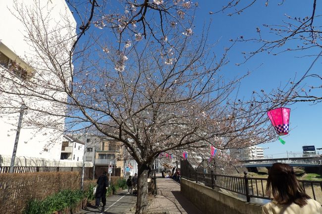 　昨日の朝とは違い、好天となり、大気中のスモッグも流しおとされ、富士山もくっきりと見えている。温度も桜の頃の温度で絶好の花見日和だ。<br />　では、柏尾川の桜並木はといえば、1、2分咲きだ。早い木では3分咲きといったところだ。露店も並び出し、営業している屋台も何軒がある。お昼が近づくにつれて河川敷にも人が集まり出している。桜の開花はまだまだだが、午後からは花見客で賑わうことだろう。<br />　戸塚駅ホーム脇の石碑の横の染井吉野の古木は枝打ちされた姿ではあるが、この木だけは5分咲き程度まで開花が進んでいる。<br />（表紙写真は柏尾川の桜並木）