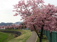 一足早く満開の小野市大島川沿いの河津桜