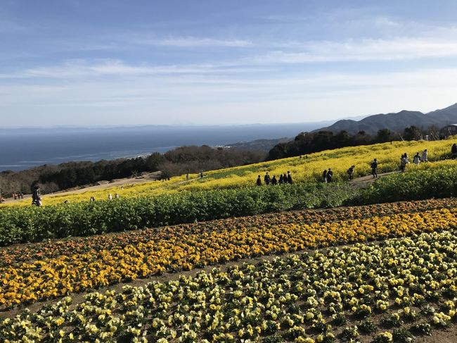 春３月上旬の土日を利用して、久々に花の島、淡路島へドライブ旅行＆帰りに明石に立ち寄りで魚の棚商店街で明石焼き。<br />少し花の季節には早すぎた感もあったが、夕食に立ち寄った居酒屋は味、値段ともに結構満足できた。<br />カーナビの調子が悪く、同じ場所を何度も通らされ、目的地には一向にたどり着けなかったり、全然逆方向に案内されたりと、カーナビには翻弄されまくった旅でもあった。<br />