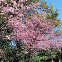 桜咲く初春の福岡を散策しました。