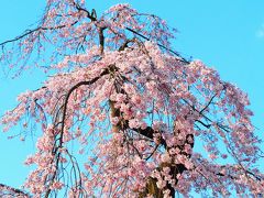 ソメイヨシノ満開前に枝垂桜を楽しむ一日