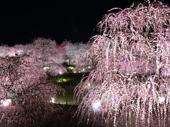 梅の最盛期は終わっちゃいましたが鈴鹿の森庭園ライトアップ♪