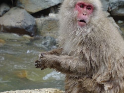 善光寺と地獄谷、さてお猿は温泉に入ったかな？？』長野市(長野県)の旅行記・ブログ by naniwa ladyさん【フォートラベル】
