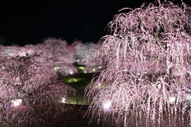桜の便りもぼつぼつ聞かれようかという今日この頃ですが、最後の梅見の旅行記をお届けします。<br /><br />昼間の梅しか見た事のない私ですが、写真仲間から鈴鹿の森庭園のライトアップの撮影に行きませんかの提案があって、行ってきました。<br />なんでも、梅園のライトアップはそうないってことで、珍しいそうです。<br />ありそうで、ないのですね。<br /><br />鈴鹿の森庭園公式HP<br /><br />http://www.akatsuka.gr.jp/group/suzuka/<br /><br />研究栽培農園らしく、お手入れが行き届いた素晴らしい梅園です。<br />アクセスは、ここからご覧ください。<br />しだれ梅まつりは、3月31日まで。