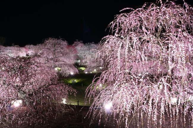 桜の便りもぼつぼつ聞かれようかという今日この頃ですが、最後の梅見の旅行記をお届けします。<br /><br />昼間の梅しか見た事のない私ですが、写真仲間から鈴鹿の森庭園のライトアップの撮影に行きませんかの提案があって、行ってきました。<br />なんでも、梅園のライトアップはそうないってことで、珍しいそうです。<br />ありそうで、ないのですね。<br /><br />鈴鹿の森庭園公式ＨＰ<br /><br />http://www.akatsuka.gr.jp/group/suzuka/<br /><br />研究栽培農園らしく、お手入れが行き届いた素晴らしい梅園です。<br />アクセスは、ここからご覧ください。<br />しだれ梅まつりは、３月３１日まで。