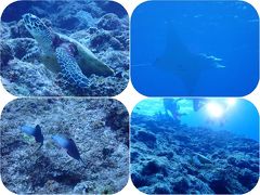 石垣島２０１９春（１４）黒島ダイビング：またまたマンタとウミガメ