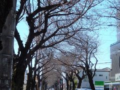 ふじみ野市亀久保さくら通りの桜の開花状況