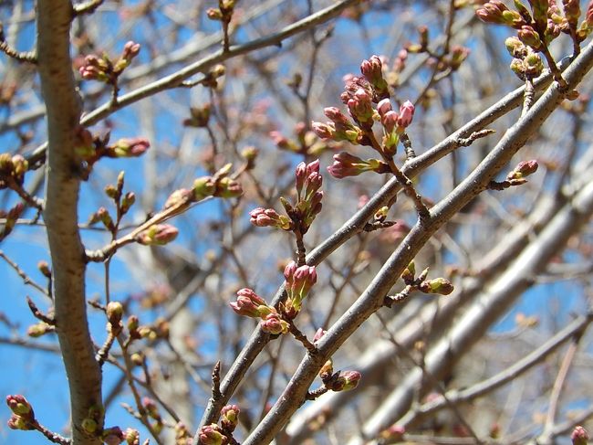 3月24日、午前11時半頃にふじみ野市西鶴ケ岡公園に行き、公園に5本植わっていますソメイヨシノ桜の開花状況を調べました。<br />3月25日には開花しそうでした。　週末には見ごろになりそうでした。<br /><br /><br /><br />＊西鶴ケ岡公園の桜