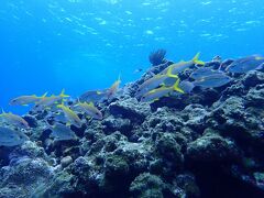 石垣島２０１９春（１５）ラストダイブも黒島：平成最後の。。。