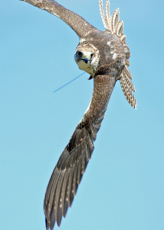 野鳥撮影を離れてスカイトライアルを見学<br />スカイトライアルとは鷹狩りの同好アマチュアの交流会です<br />今回は7-8グループがそれぞれ愛鷹を埼玉県の広場に持ち込んで腕前を披露しあいました<br />風が強く皆さん苦労していたようですが初めて見る鷹狩ショーは面白かった<br />その後都下の公園の中の展示会場で数名の知人出品している野鳥写真展が始まったので見に行きました<br />ついでに撮った野鳥も追加掲載いたします