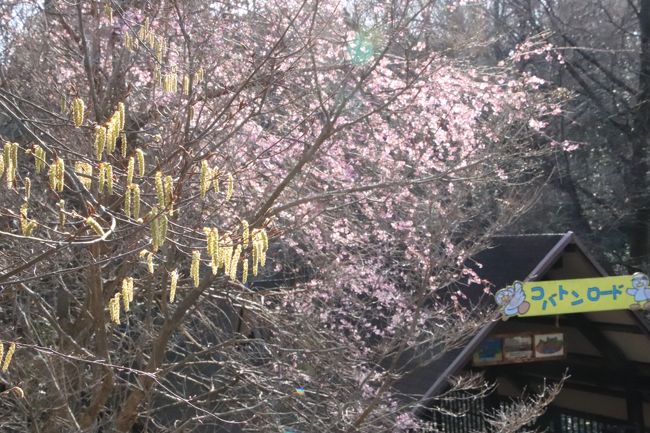 この週末は、ウィークデー半ばにある春分の日の祝日に長野の茶臼山動物園に行くので、久しぶりに森林公園でのんびり花撮影散策をしようと思っていましたが、埼玉こども動物自然公園で「カワウソまつり」が行われるというので、そちらに行くことにしました。<br />去年2018年にも開催されたときには日程が合わず、残念に思っていたからです。<br /><br />近所の身近なところでも、花が次々と咲き始め、春の息吹を感じていたこの頃。<br />曇天や雨だと花撮影散策はテンションが下がってしまいますが、ここのところ動物園撮影散策の日に、１日中ではないにしても、すがすがしい晴天に恵まれました。<br />なので、動物撮影の合間にも、花撮影に興じました。<br />具体的には多摩動物公園と埼玉こども動物自然公園なのですが、どちらも自然豊かな山林の中に展開している動物園です。<br />特に埼玉こども動物自然公園は月１度の頻度に訪れていて、四季折々の野花や樹木の花が見られるところをだいたい把握しているし、早春の今はとりわけ、咲いている花を見つけるのが嬉しい時期です。<br />