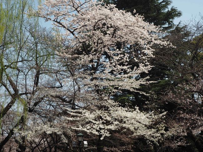 桜の種類はあまり詳しくはないんですが、ソメイヨシノの咲き具合を偵察に行ってきました！！<br />今週はいよいよお花見ウィークなんで！！<br />飯田橋駅周辺のソメイヨシノは２－３分咲きぐらい（まだまだ）、<br />桜テラスの前の小さい桜は満開、<br />靖国神社はソメイヨシオは3分咲きぐらい、中にはもっと咲いているのもあり、白っぽいさくらは満開。でした。<br />やはり予報通り29日ぐらいが見ごろだろうと。<br />