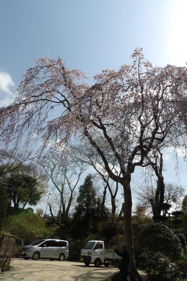 　横浜市栄区飯島町にある光長寺（https://4travel.jp/travelogue/10648981）に向かうのに長沼町の崖下の旧道を通って行く間に道を間違い、団地に入ってしまった。公園にいたお婆さんとおばさん（息子の嫁？）の2人がベンチに座っていたので、道を尋ねた。このお婆さんはここに子供の頃から住んでいるというが、光長寺も枝垂れ桜（https://4travel.jp/travelogue/10658580）も知らないという。おばさんがスマホで地図を見ているが、どうも良く分からない。やっと、今いる公園の場所と飯島団地下の光長寺の場所を見付け、2人で案内してくれるという。ついでに枝垂れ桜も見たいとも言っている。<br />　公園から下りて少し進むと、お婆さんの知り合いの家があり、ここの家の奥さんが家の前に出てきている。花の手入れのようだ。すると、お婆さんはこの奥さんに私に先の道を教えてくれるように頼んで2人で戻って行く。せっかく、来たのだから、光長寺の枝垂れ桜（https://4travel.jp/travelogue/11230859）を今年見ておかないと、結局は死ぬまで一生この光長寺の枝垂れ桜（https://4travel.jp/travelogue/11341192）は見ることはないのでは？<br />　この家の奥さんはそんな近い場所に枝垂れ桜があることは知らないという。下の道路からこの家の前まで階段を上がり、家の横を行く、団地を下りると久保バス停だ。その次の道に入ると光長寺のある谷道で間もなく光長寺に着いた。<br />　住職と庭師が境内で切った竹を粉砕していて騒音がひどい。<br />　私は住職に「昨日電話して開花状況を聞いた者です。枝垂れ桜を見させてください。」と挨拶すると、一緒に道案内して来た奥さんは住職の母とは仲良しで、この寺の本堂にも踊りを習いに通ったことがあると住職に話している。それにしても良く来たというお寺の名前も知らず、まして枝垂れ桜も見たこともないし、知らなかったとはさすがに少し呆れてしまった。犬の散歩で金井公園の先にある金井遊水地の外れの住友電工の角にある枝垂れ桜は見ているのだという。しかし、ここ光長寺までの距離と比べたら何倍（7倍くらいか？）も遠いところまで枝垂れ桜の花見に出掛けているとは…。<br />　結果、隣町の長沼町に何10年も住んでいてもここ光長寺の枝垂れ桜を知っている人はいないか、殆んどいないことが分かった。それは飯島団地の住民や飯島小、飯島中の生徒も通らない場所に光長寺があるのであるから、おそらくは知らない人の方が圧倒的に多いのだろう。<br />　帰り際に、住職に御礼を言い、また来年来ますと言って光長寺を後にした。<br />（表紙写真は光長寺の枝垂れ桜）　　　　、