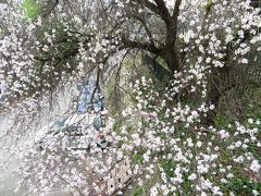 3月9日にサクラ咲く??アーモンドの花か?!徳川綱吉様の許可を得てるのか??アヴィニョンからローヌ川対岸ヴィルヌーヴ＝レザヴィニョン（Villeneuve-lès-Avignon）日帰り３ 2019年３月毎年行ってる南仏プロバンス＋モンペリエ＋ヴィルヌーヴ＝レザヴィニョン＋ボーケール ８泊１０日　1人旅(個人旅行)３６