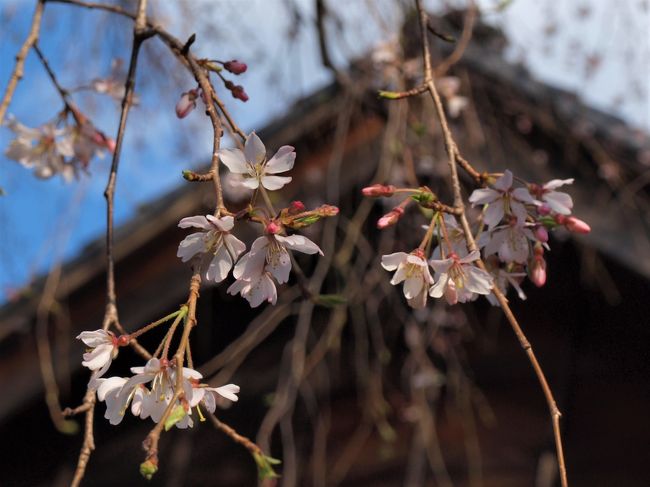 2019年3月24日<br />谷中・日暮里界隈の桜が咲き出したらしいということで、どれどれ・・・<br />なんと今年もいつの間にか桜咲く春がやってきていました♪<br /><br />とは言っても早咲きのしだれ桜が中心ですが、ソメイヨシノも思いのほかほころび始めていました♪<br />吟行がてら、今年の桜情報をカメラに収めてみました。（２０１９．３．２５記）<br /><br />                                       <br /><br />