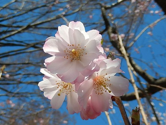 3月24日、午前11時頃に二度開花した亀久保西公園の冬桜を3月21日に次いで見に行きました。　前回は風が強かったので十分に写真撮影ができなかったので今回、思う存分に撮影しました。　三日間の間にかなり二度開花した花の数は多く公園全体の冬桜の木には殆ど桜の花を付けていましたし、16本中12本の桜の木には遠くから見ても桜の花が目立ちました。<br /><br /><br /><br /><br />＊美しかった冬桜