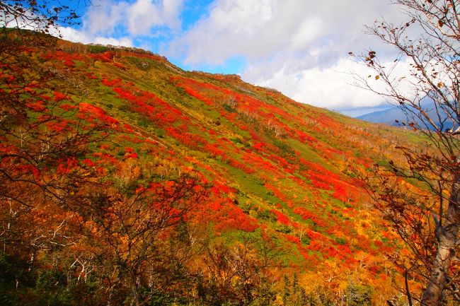 去年は同じ大雪山系でも旭岳の紅葉を見に行きました。<br /><br />ちょっと土地勘もできたので、続けて今年は黒岳・層雲峡方面へ紅葉の旅。<br /><br />銀泉台の紅葉の模様です。<br /><br /><br /><br />最後にバス情報を載せました。<br /><br />余談ですが、層雲峡からちょっと銀泉台方面へ行くだけで、ソフトバンクの電波は全く入りませんでした。山で遭難したら・・・