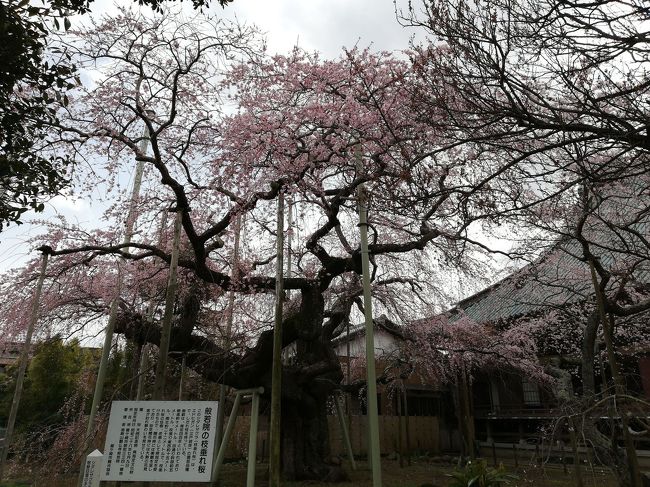 茨城で桜探しだが綺麗に咲いてるところがなかなか見つからない?<br />ソメイヨシノは茨城ではまだ開花報告はどこにもない、、、<br />それならば、コヒガン、陽光、伊豆吉野、東海、椿寒桜などがあればいいのだがネット検索するもだめだつた<br />そんななかて偶然みつけたしだれ桜が満開というので出かけたのがここでした。<br /><br />おまけで本日八間堀川沿いの桜と福岡堰でさいてた桜を載せておきます。<br />