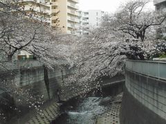 ２０１９年　３月下旬　桜観賞②