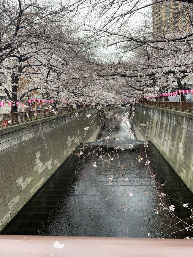 ずっと訪れてみたかった場所、目黒川。<br /><br />桜の時期に来ることが出来ました。<br /><br />