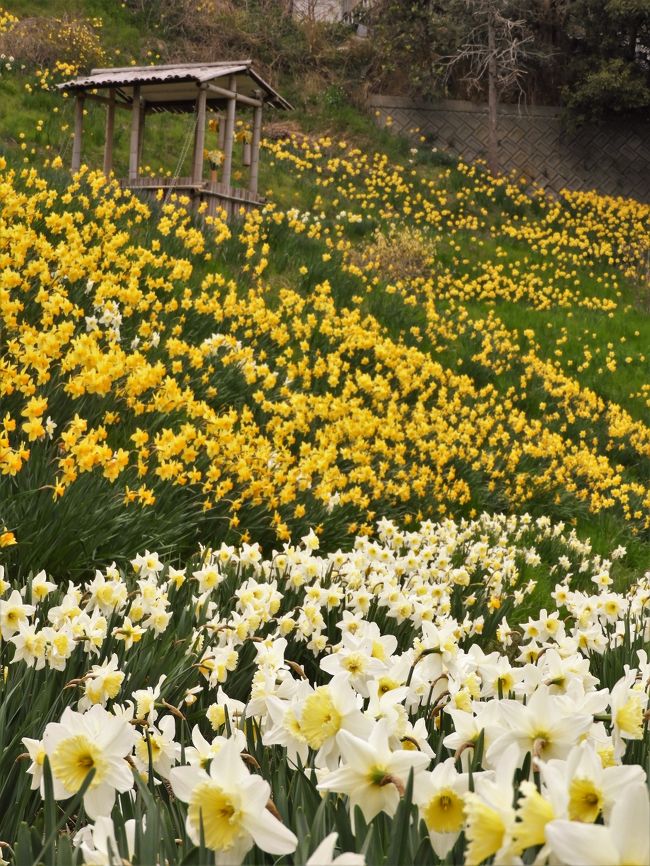 花とみどりの島・淡路島の春は、色とりどりの花が咲き誇るベストシーズン。<br />先ずは菜の花が見頃のあわじ花さじきへ。売店や駐車場の一部が工事中だったが菜の花はちょうど見頃。<br />菜の花の黄色に混じってムラサキハナナの紫なども咲き広大な斜面を覆い尽くす様は圧巻。<br />続いて近くの淡路景観園芸学校で校内に植えられている花々を鑑賞。<br />この後は一宮まで南下してタマネギつけ麺が有名な「いづも庵」で昼食して、<br />「水仙の丘」へ向かう。「水仙の丘」は農家の井上さんが個人で育てた約１０万本のラッパスイセンが斜面いっぱいに咲き、甘いかおりに包まれていた。さらに近くの「淡路市立香りの公園」と巡り淡路島の春を満喫してきました。<br />