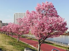 汐入公園で陽光　2019