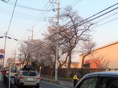 満開のビバモール前バス停横の桜