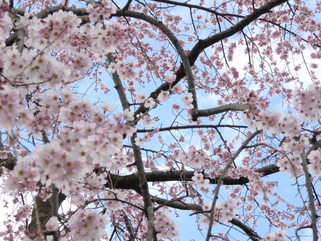 子供と一緒に18きっぷで大阪までのんびり旅行。そして、この日も桜を求めて散策です。<br />前日は関西本線経由で天理まで行きましたが、息子が阪急電車に乗りたいという要望もあり、京都へ行くことに。<br />ネットで早咲きの桜の情報があがっていたので、京都御所も気になりましたが、地下鉄より嵐電に乗りたいという息子の意見を聞きながら、嵐電沿線で散策です。<br /><br />本日観桜の品種は<br />　17.枝垂桜（渓仙桜）<br />　 2.河津桜<br />　 3.寒桜<br />　19.陽光<br />　20.十月桜<br />　21.魁桜<br />　22.御車返し<br />　23.桃桜<br />　24.彼岸桜<br />※番号は前回からの続き