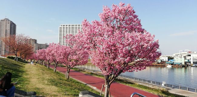 あちこちでソメイヨシノが咲きはじめた<br />でも見ごろまではまたちょっと早い<br />そうなると、目指すのはソメイヨシノより早く見頃になる桜の種類があるところがいいと<br /><br />種類でいえば陽光、ヒガンザクラなどがある程度まとまって咲き外さないで済むところがいいと、汐入公園です。<br />ここは、大寒桜→陽光→ソメイヨシノと桜のリレーがあるので一ヶ月ほどはいつもいい感じで咲いてる状態のある。