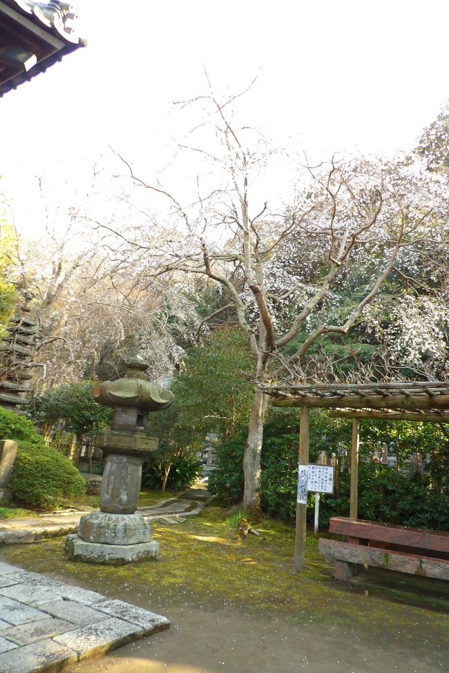 　鎌倉市大町4にある安国論寺（https://4travel.jp/travelogue/10485228）の枝垂れ桜（https://4travel.jp/travelogue/10448327）は満開を過ぎつつある。地面に落ちた花弁が見られる。この枝垂れ桜は山門前に植えられている木ではない。境内の墓地の入口に植えられている枝垂れ桜のことである。安国論寺の早咲きの枝垂れ桜とはこの境内の墓地の入口に植えられている枝垂れ桜のことであるが、いつか山門前の枝垂れ桜と勘違いしていた。山門前の枝垂れ桜の開花を今か今かと待っていた（https://4travel.jp/travelogue/11471707）がそれは間違いであった。<br />　今日は山門の前の枝垂れ桜は咲き始めである。受付の人がいたので、境内にある枝垂れ桜は開花しているのを聞こうと思うと、何と1ダースほどのシニアのグループがおり、ご朱印帳を預けて出来上がるのをまっているではないか！受付の人はご朱印に掛かりきりである。一人一人の茶うけのお菓子を渡し、お茶を配っているのである。その中の一人が「満開ですよ。」という。それで入山することにした。しかし、満開を過ぎ、地面には花弁が落ち始めている。<br />　これまでに何度が桜の頃に安国論寺を訪れてみても、境内の墓地入口の枝垂れ桜はいつも散り際で、山門の枝垂れ桜が見頃のことばかりであったhttps://4travel.jp/travelogue/10485159、（https://4travel.jp/travelogue/10559897）。これほど花が残っていたのは初めてのことだ。<br />　午前中は雨だったが、雨が止んで午後からは急速に天気が回復している。富士見台に上ったが西の空の山の上はまだ曇っており、富士山は望むことができなかった。夕日は丸くて赤く、綺麗だったが、薄い雲があるからで、結果、今日は一日最後まで富士山はみえなかった。<br />（表紙写真は安国論寺の枝垂れ桜）<br />